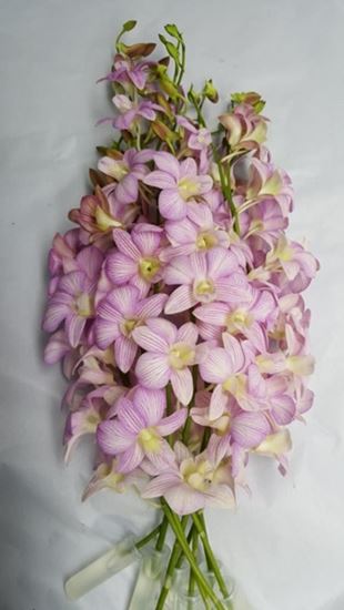 Picture of Dendrobium Stripe