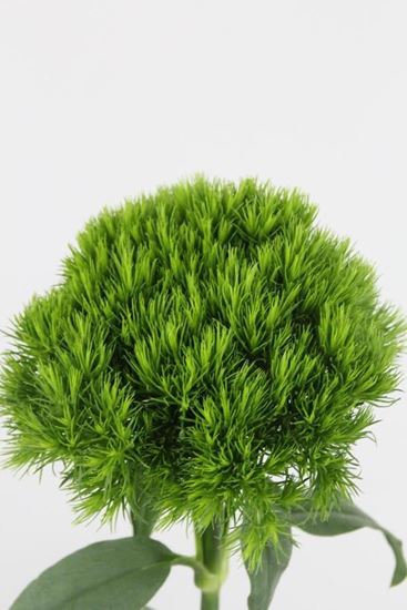 Picture of Dianthus Green Trick