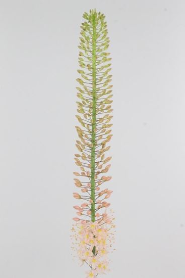 Picture of Eremerus Oase, Pastel Salmon