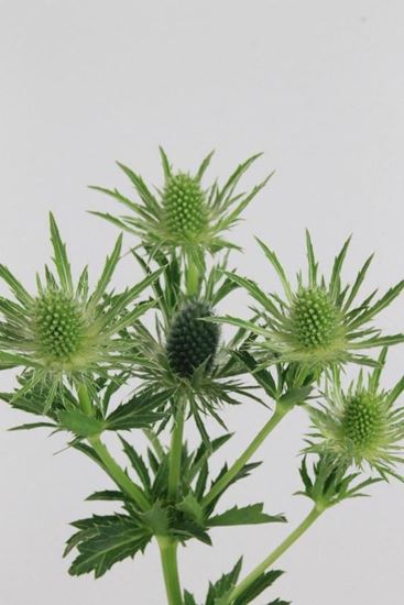 Picture of Eryngium Sirius Questar