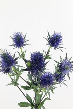 Picture of Eryngium Supernova