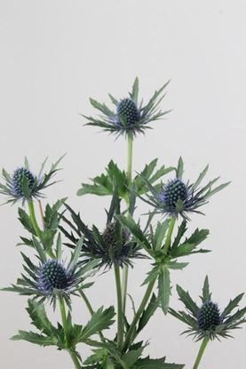 Picture of Eryngium Orion