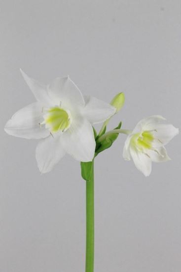 Picture of Eucharis Grandiflora