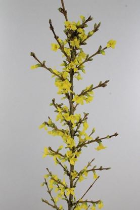 Picture of Forsythia