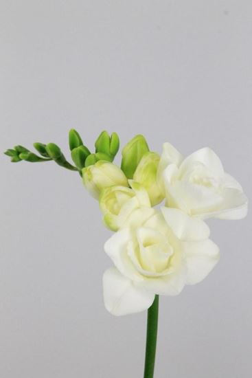 Picture of Freesia White