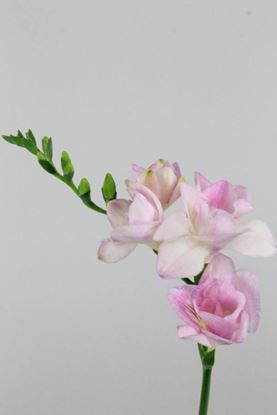 Picture of Freesia Honeymoon Pink