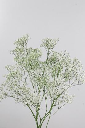 Picture of Gypsophila Million Star