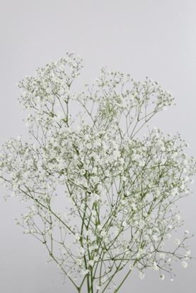 Picture of Gypsophila Xcellence