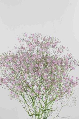 Picture of Gypsophila Pink