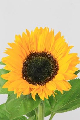 Picture of Helianthus Sunrich Orange