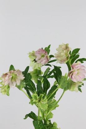 Picture of Helleborus Double Ellen