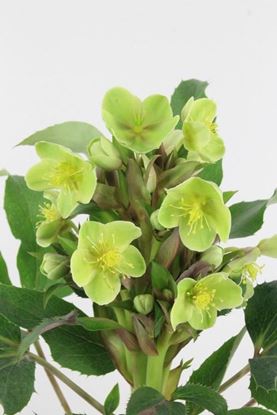 Picture of Helleborus Sternii