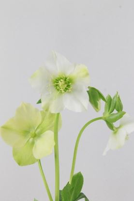 Picture of Helleborus Orientalis Queens White