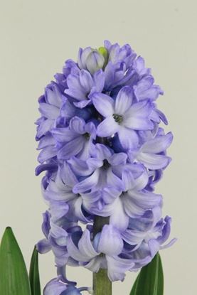 Picture of Hyacinth, Delft Blue, Dark Blue