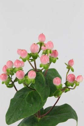 Picture of Hypericum Coco Casino