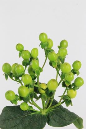 Picture of Hypericum, Selva Romance, Green