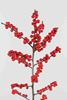 Picture of Ilex, Verticillata, Red