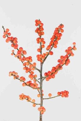 Picture of Ilex Orange