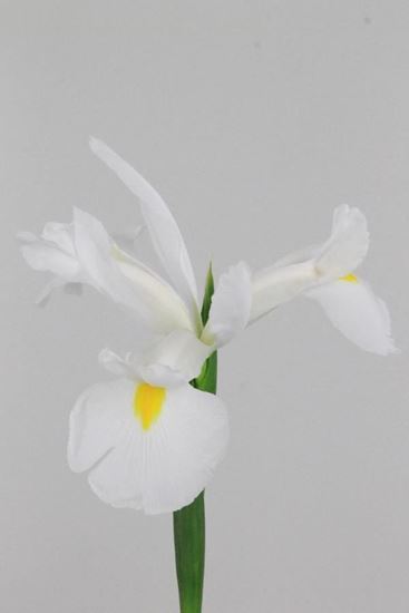 Picture of Iris White Magic