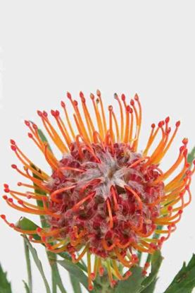 Picture of Leucospermum Tango