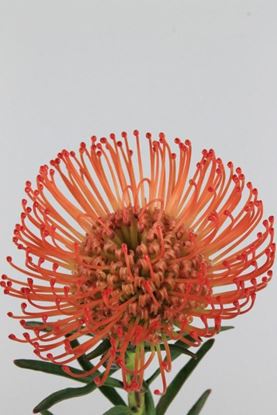 Picture of Leucospermum Succession