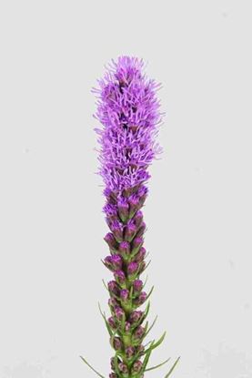 Picture of Liatris