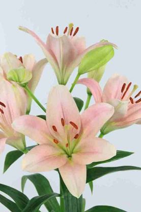 Picture of Lilium L.A. Hybrid Brindisi