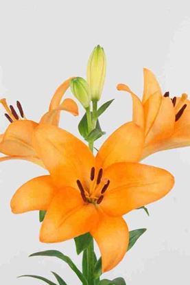 Picture of Lilium L.A. Hybrid Honesty