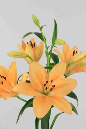 Picture of Lilium L.A. Salmon Classic