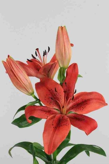 Picture of Lilium L.A. Hybrid Original Love