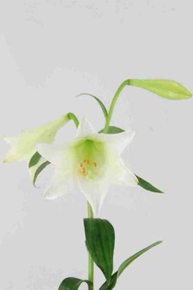 Picture of Lilium L.F. White Heaven