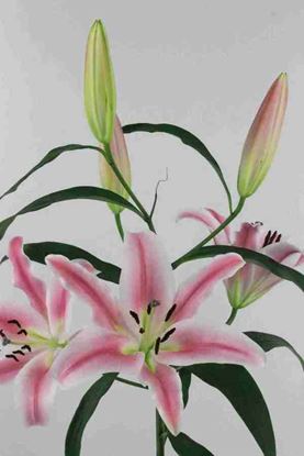 Picture of Lilium O.R. Robina