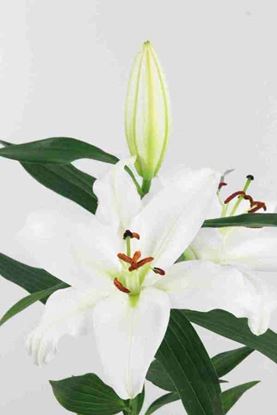 Picture of Lilium O.R. Santander