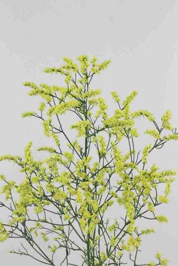 Picture of Limonium China Summer