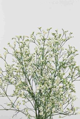 Picture of Limonium China White