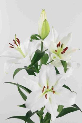 Picture of Lilium O.R. Zambesi