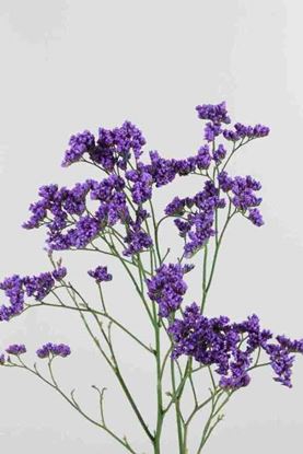 Picture of Limonium Main Blue