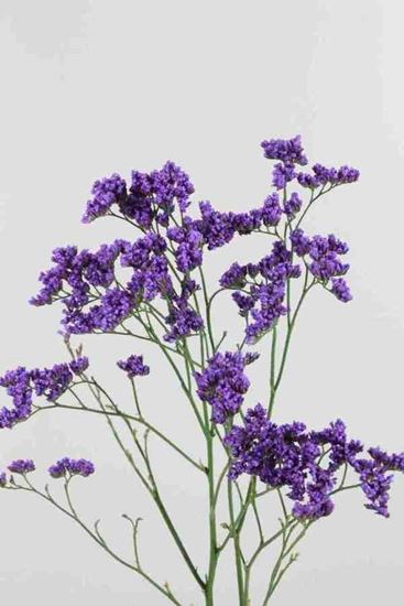 Picture of Limonium Main Blue