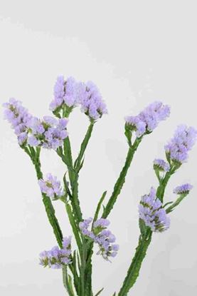 Picture of Limonium Statice Donau Birds