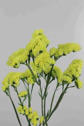 Picture of Limonium Statice Yellow Sun Birds