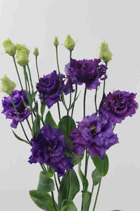 Picture of Lisianthus Alissa Blue