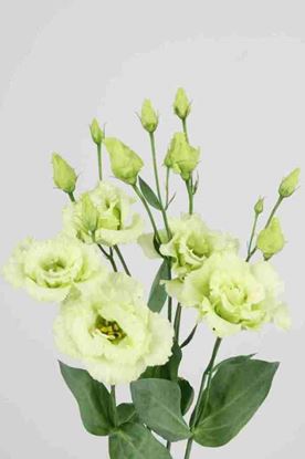 Picture of Lisianthus Alissa Green