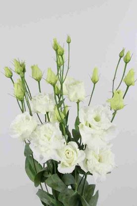 Picture of Lisianthus Alissa White