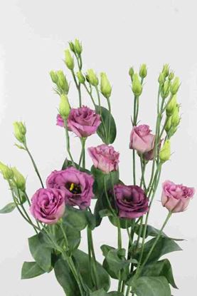 Picture of Lisianthus Arosa Antique Rose