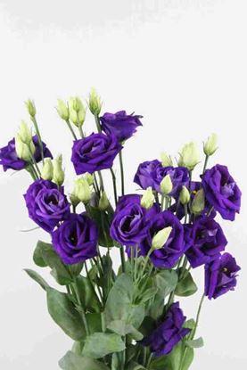 Picture of Lisianthus Rosita Blue