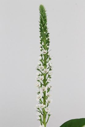 Picture of Lysimachia