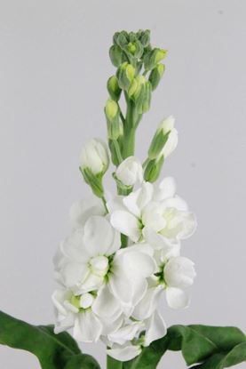 Picture of Matthiola Aida