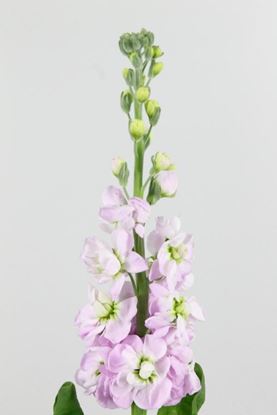 Picture of Matthiola Figaro Light Rose