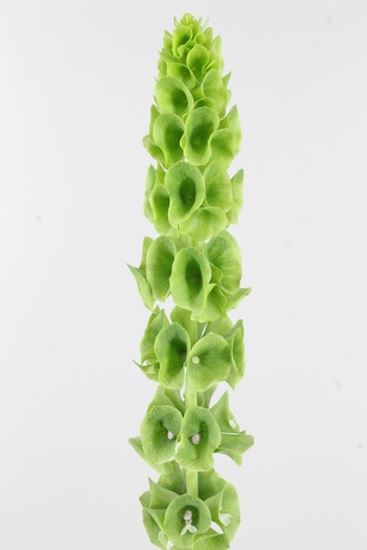 Picture of Molucella
