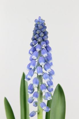 Picture of Muscari